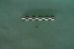 perle, image 1/3