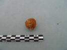 nodule, image 3/3