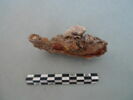 piton, image 1/3