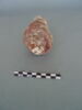 jarre, fragment, image 1/3