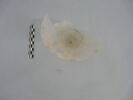 verre à jambe à bouton, image 2/3
