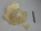 fiasque, image 1/3