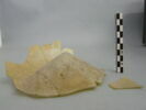 fiasque, image 3/3