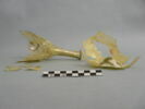 fiasque, image 3/3