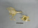 fiasque, image 2/3