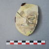cupule, image 3/3