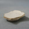 cupule, image 1/2