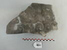 chapiteau, image 1/2
