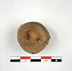 clochette  ; cupule, image 2/3