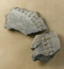chapiteau, image 1/2