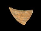 ostracon, image 2/2