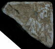 Stèle votive à Saturne (fragment), image 1/2