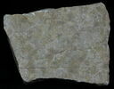 Stèle votive à Saturne (fragment), image 1/2