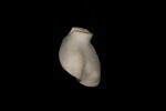 statue en buste, image 3/4