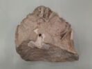 chapiteau, image 1/3