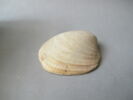 coquillage, image 2/2