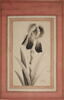 Portrait d'iris, image 4/6