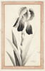 Portrait d'iris, image 3/6