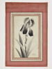 Portrait d'iris, image 1/6