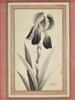 Portrait d'iris, image 2/6