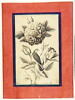 Rose et rossignol, image 6/7