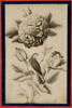 Rose et rossignol, image 5/7