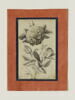 Rose et rossignol, image 4/7