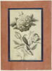 Rose et rossignol, image 7/7