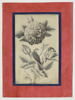Rose et rossignol, image 1/7