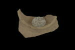 Fragment de fond de plat à décor de fleurs et feuillages, image 2/2