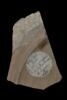 Fragment de plat, image 2/2