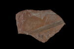 Fragment de vase, image 1/2