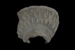 Epaule de cruche fragmentaire, image 1/2