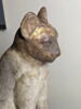cercueil de chat, image 7/8
