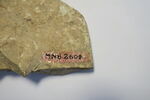figurine  ; plaque  ; fragment, image 3/5