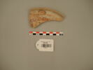 vase ; fragment, image 2/2