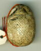 scarabée détaillé, image 2/2