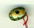 scarabée, image 2/2