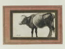 Vache (page d'album), image 2/3