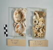 coquillage, image 2/2