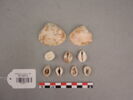 coquillage, image 1/2