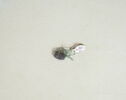 collier ; perle, image 2/2