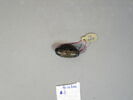 cachet ; perle, image 5/17