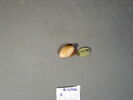 cachet ; perle, image 6/17