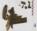 bande d'encolure ; fragments, image 1/2