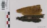 bande décorative d'habillement ; fragment, image 1/2