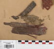 bande décorative d'habillement ; fragment, image 1/2