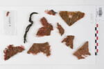 bande d'encolure ; fragments, image 2/4