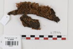 bande décorative d'habillement ; fragments, image 1/2