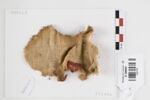 tissu ; fragment, image 1/2